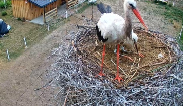 Obraz podglądu z kamery internetowej storks Wola Suchożebrska